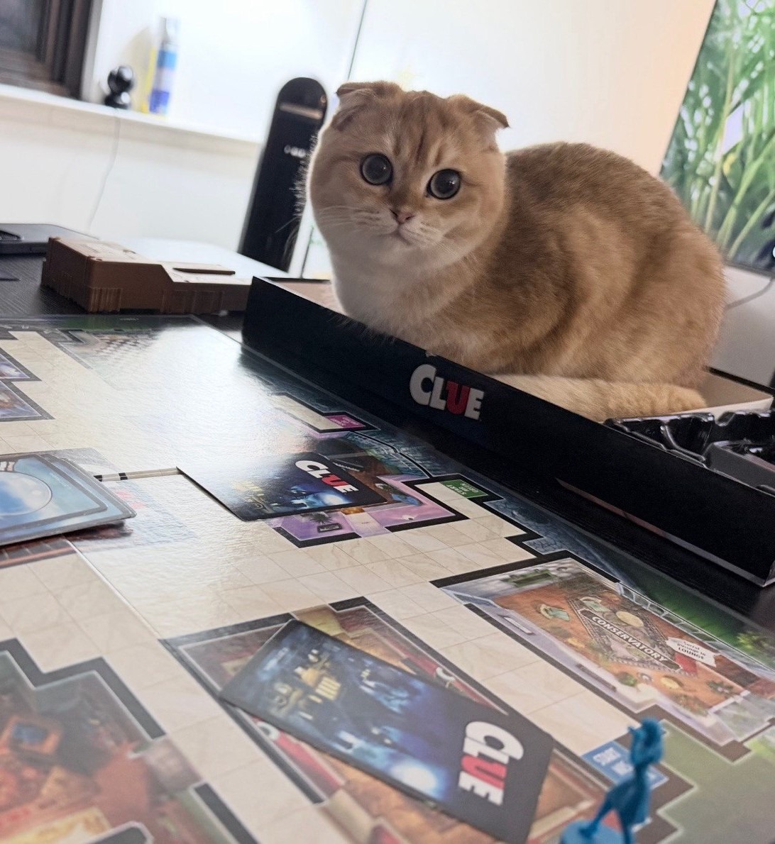 Kitty Palace Cattery - British and Scottish Kittens. Customer reviews. Martin