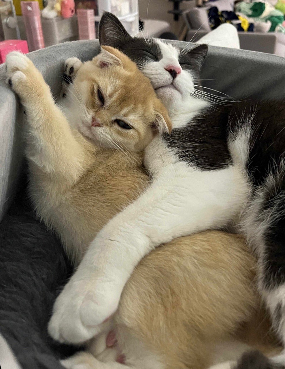 Kitty Palace Cattery - British and Scottish Kittens. Customer reviews. Martin