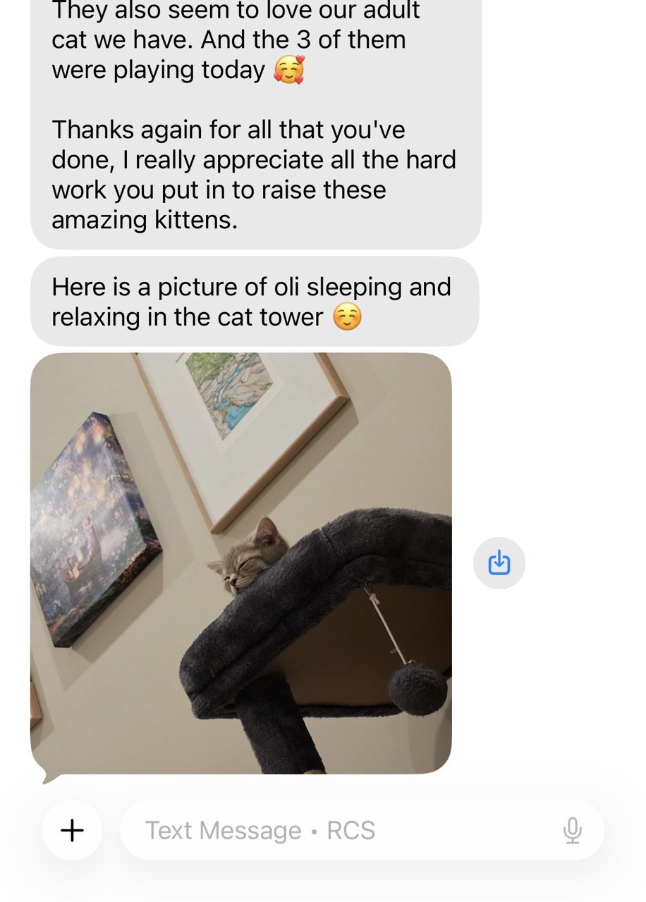 Kitty Palace Cattery - British and Scottish Kittens. Customer reviews. Toby