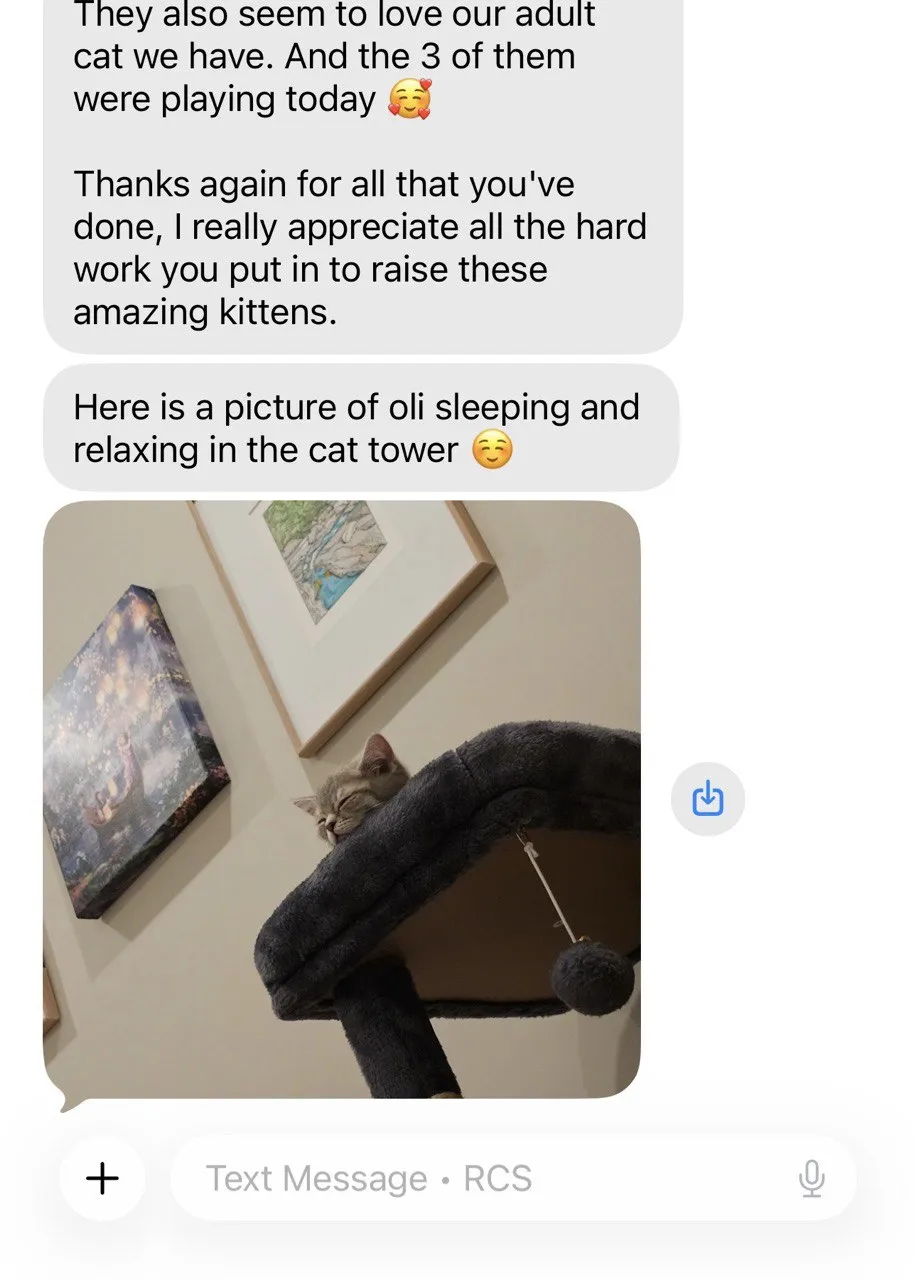 Kitty Palace Cattery - British and Scottish Kittens. Customer reviews. Toby