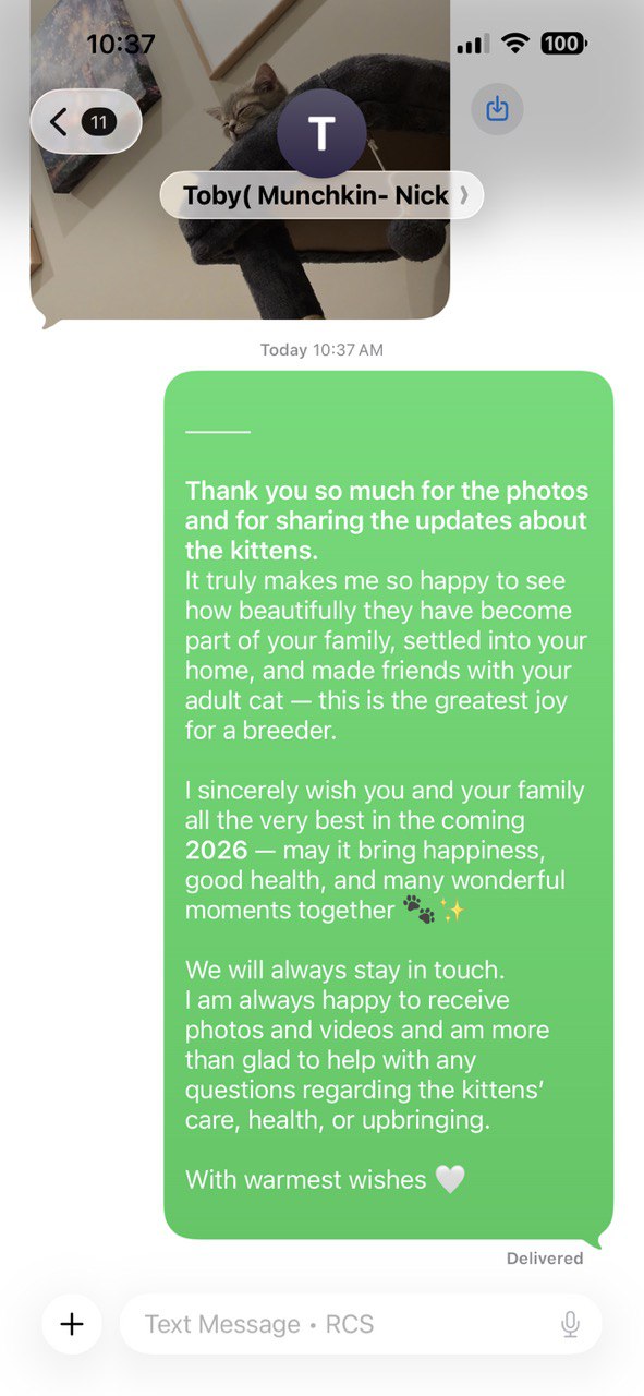 Kitty Palace Cattery - British and Scottish Kittens. Customer reviews. Toby