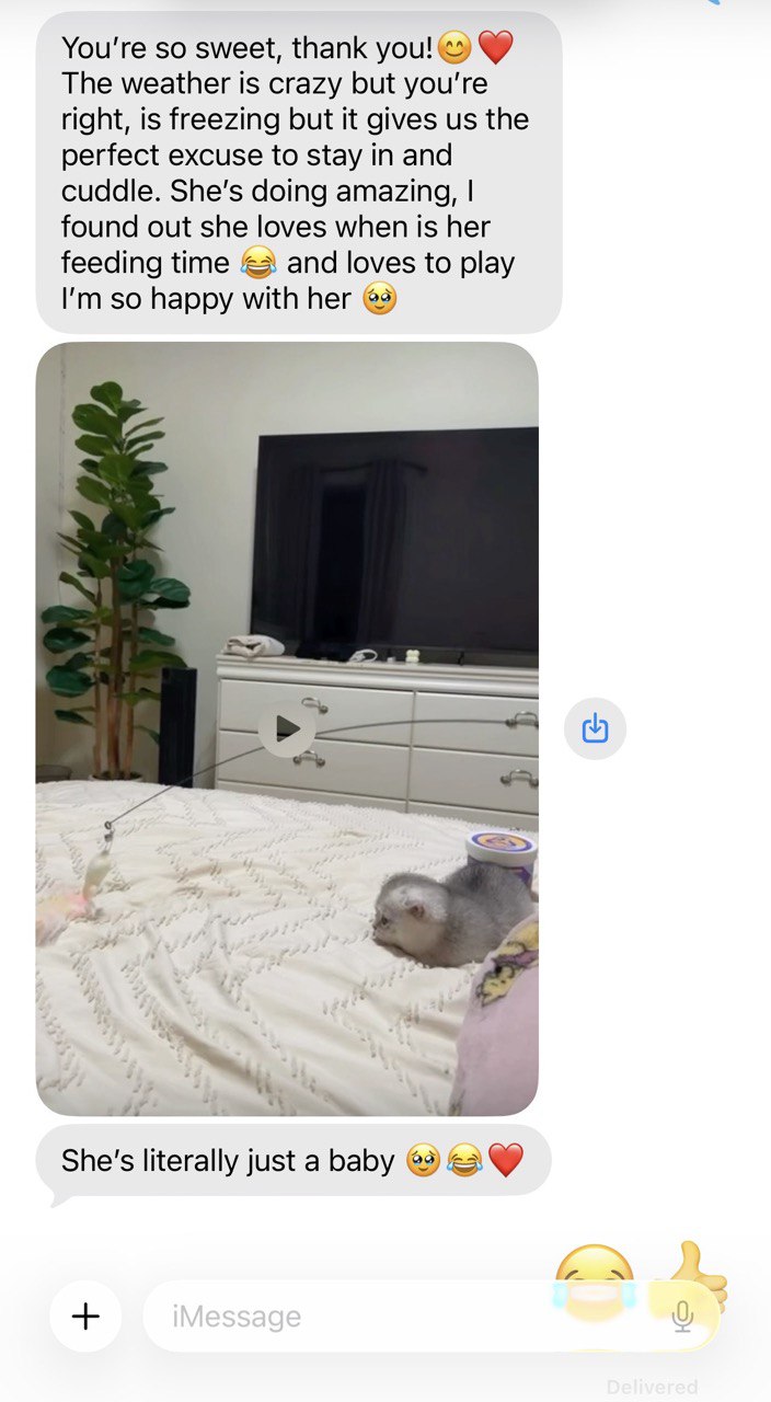 Kitty Palace Cattery - British and Scottish Kittens. Customer reviews