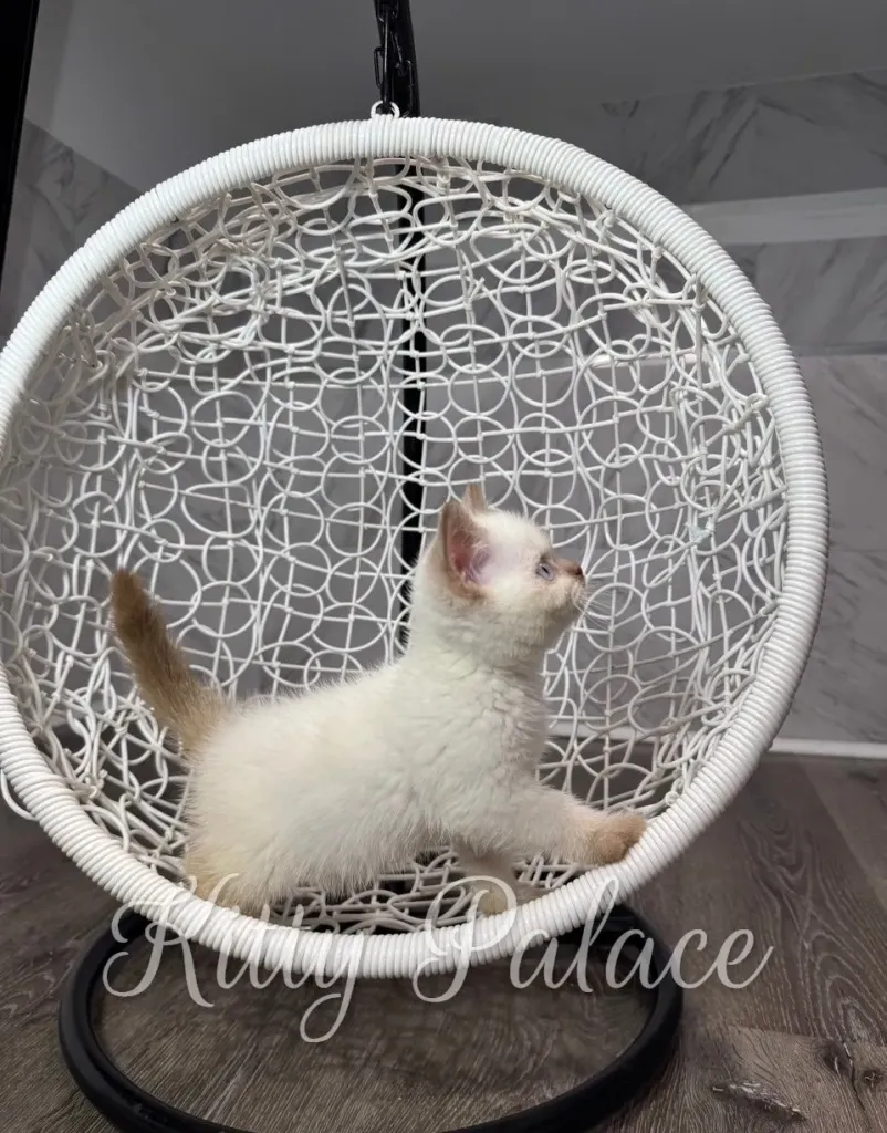 Playful cinnamon british shorthair kitten with light brown tail explores a hanging wicker chair in a bright, minimalist interior