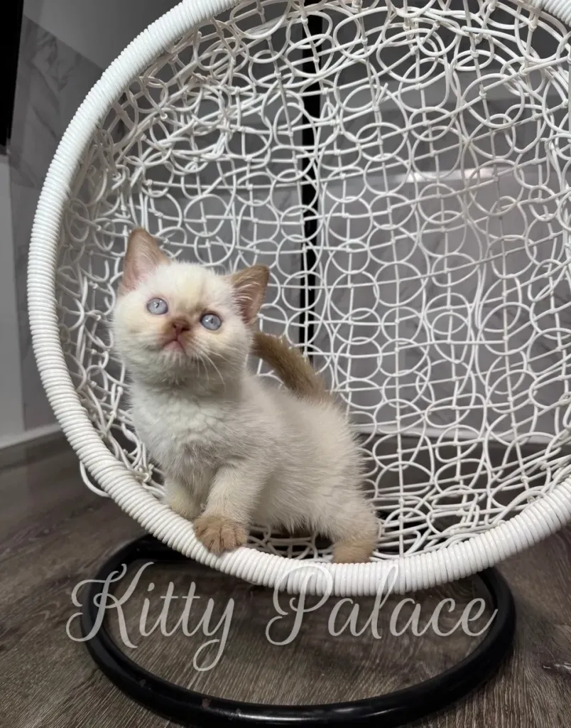 Small cinnamon british shorthair cat for sale perched in a white wicker hanging chair, gazing upward with a curious, innocent expression