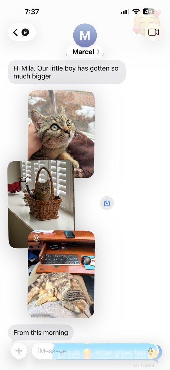 Kitty Palace Cattery - British and Scottish Kittens. Customer reviews. Macel