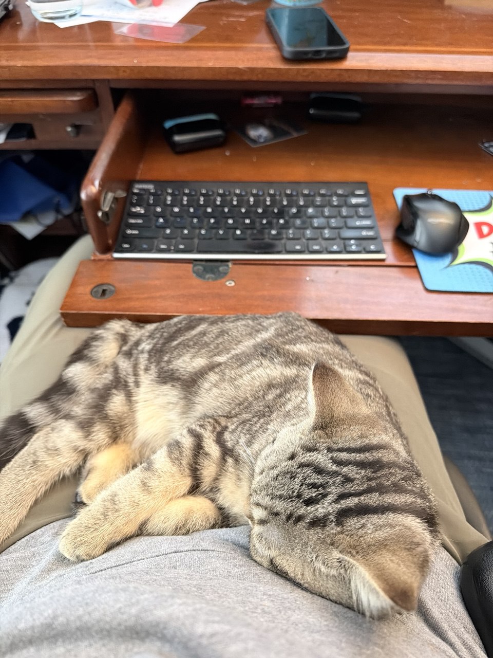 Kitty Palace Cattery - British and Scottish Kittens. Customer reviews. Macel