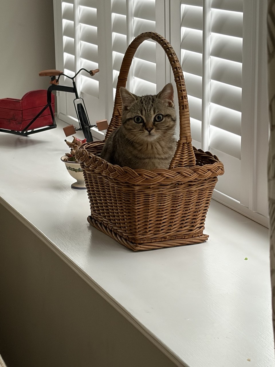 Kitty Palace Cattery - British and Scottish Kittens. Customer reviews. Macel