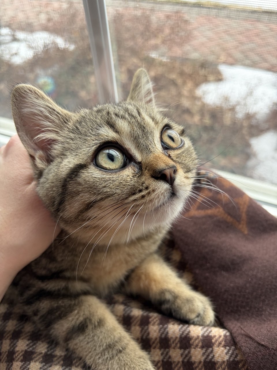 Kitty Palace Cattery - British and Scottish Kittens. Customer reviews. Macel