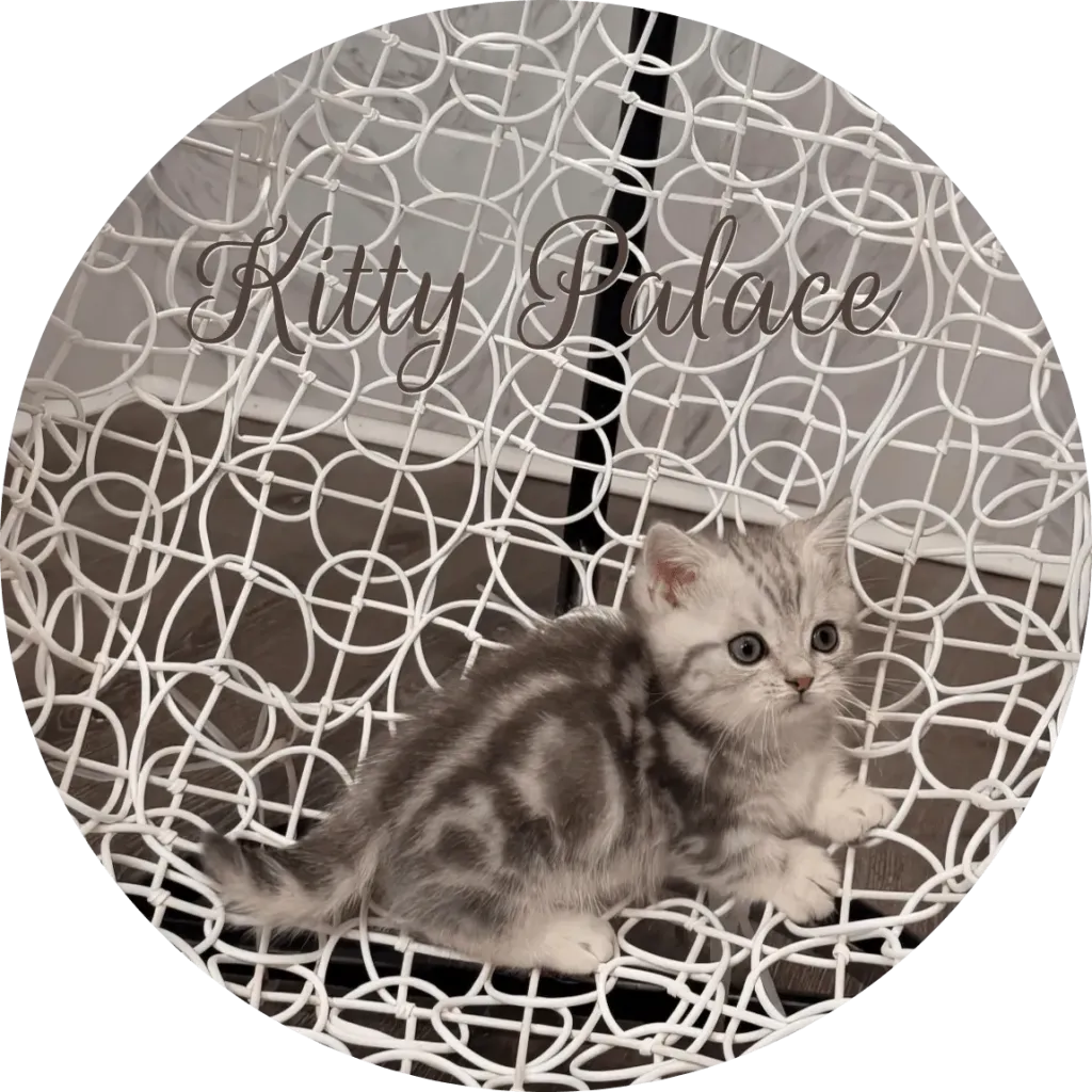 Blue marble kitten sitting on a white decorative chair and looking to the side