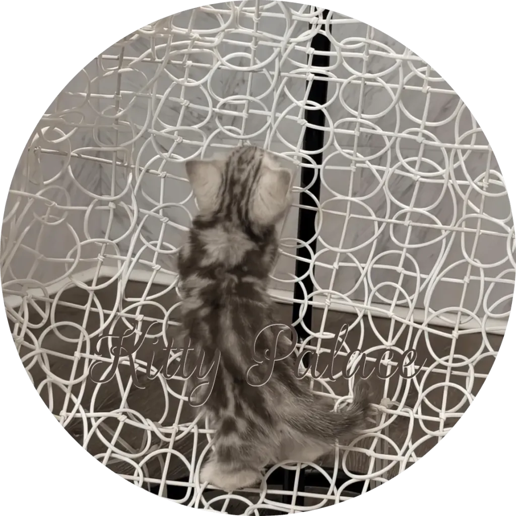 munchkin cat sale walking forward on a white wire chair