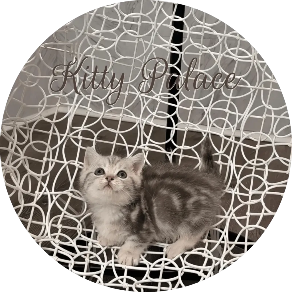 Blue marble kitten looking up on an elegant white patterned chair