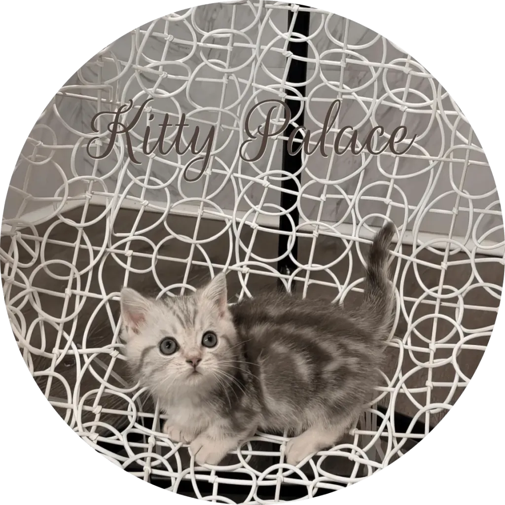 munchkin cat sale standing with tail raised on a decorative white chair
