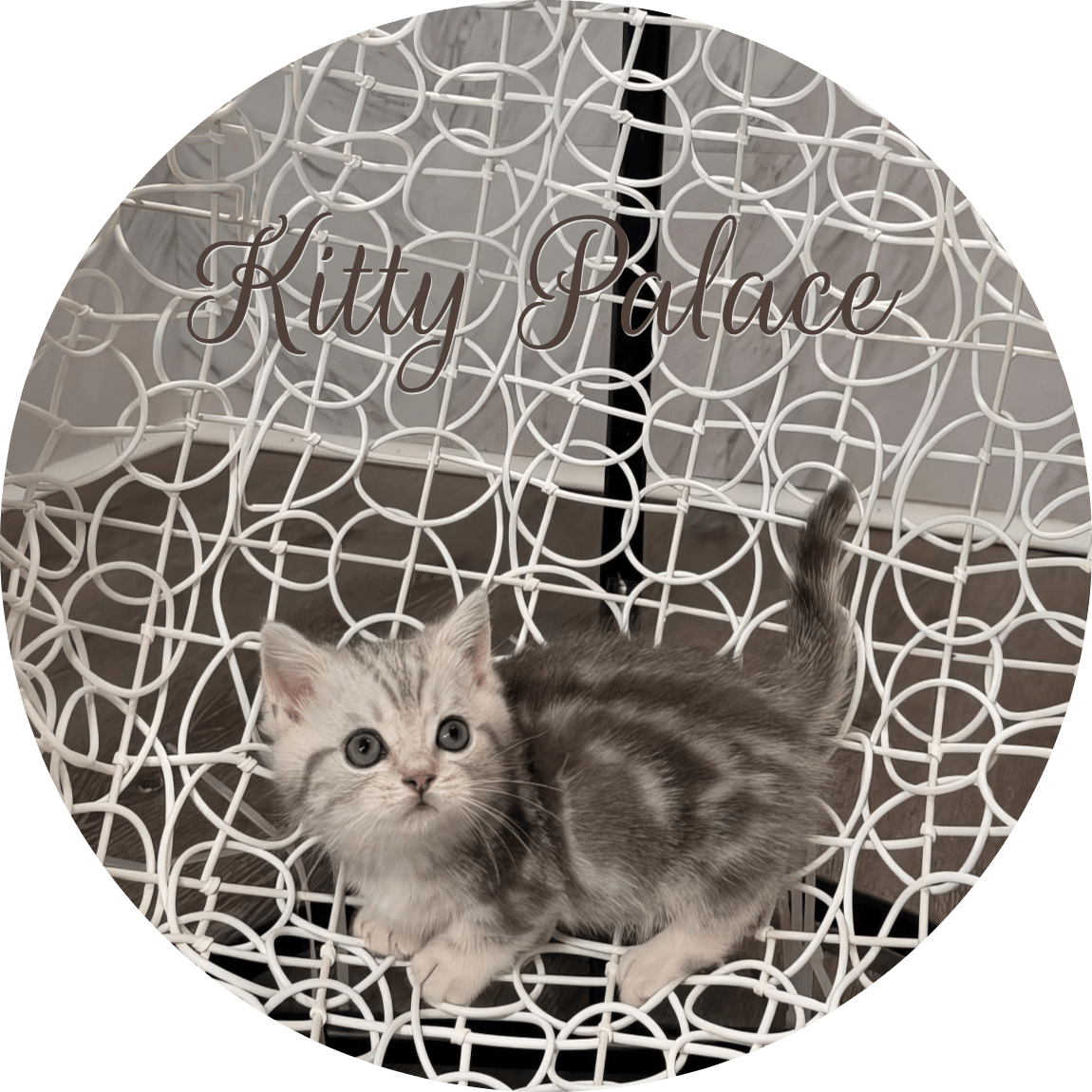 Blue marble kitten standing with tail raised on a decorative white chair