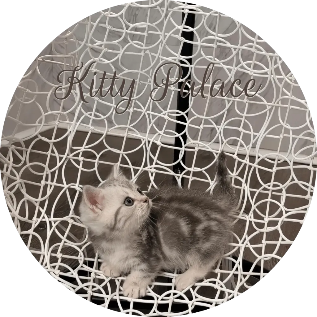 Blue marble kitten gazing sideways on an elegant decorative chair