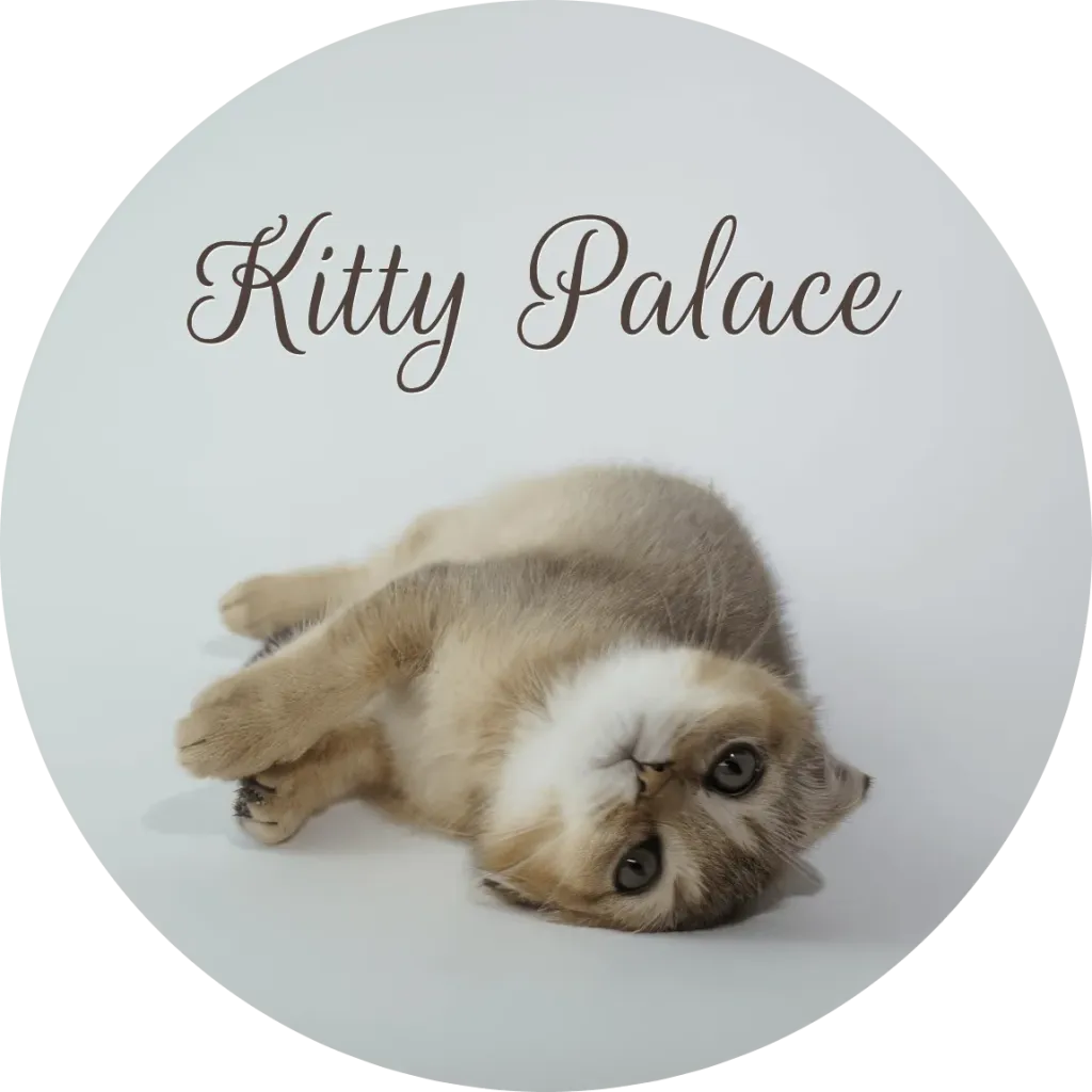 Adorable kitten lies on its back with big, curious eyes in a clean studio-style pet portrait