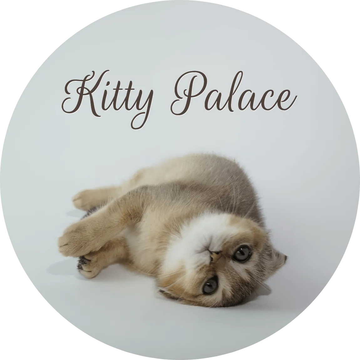 Adorable kitten lies on its back with big, curious eyes in a clean studio-style pet portrait