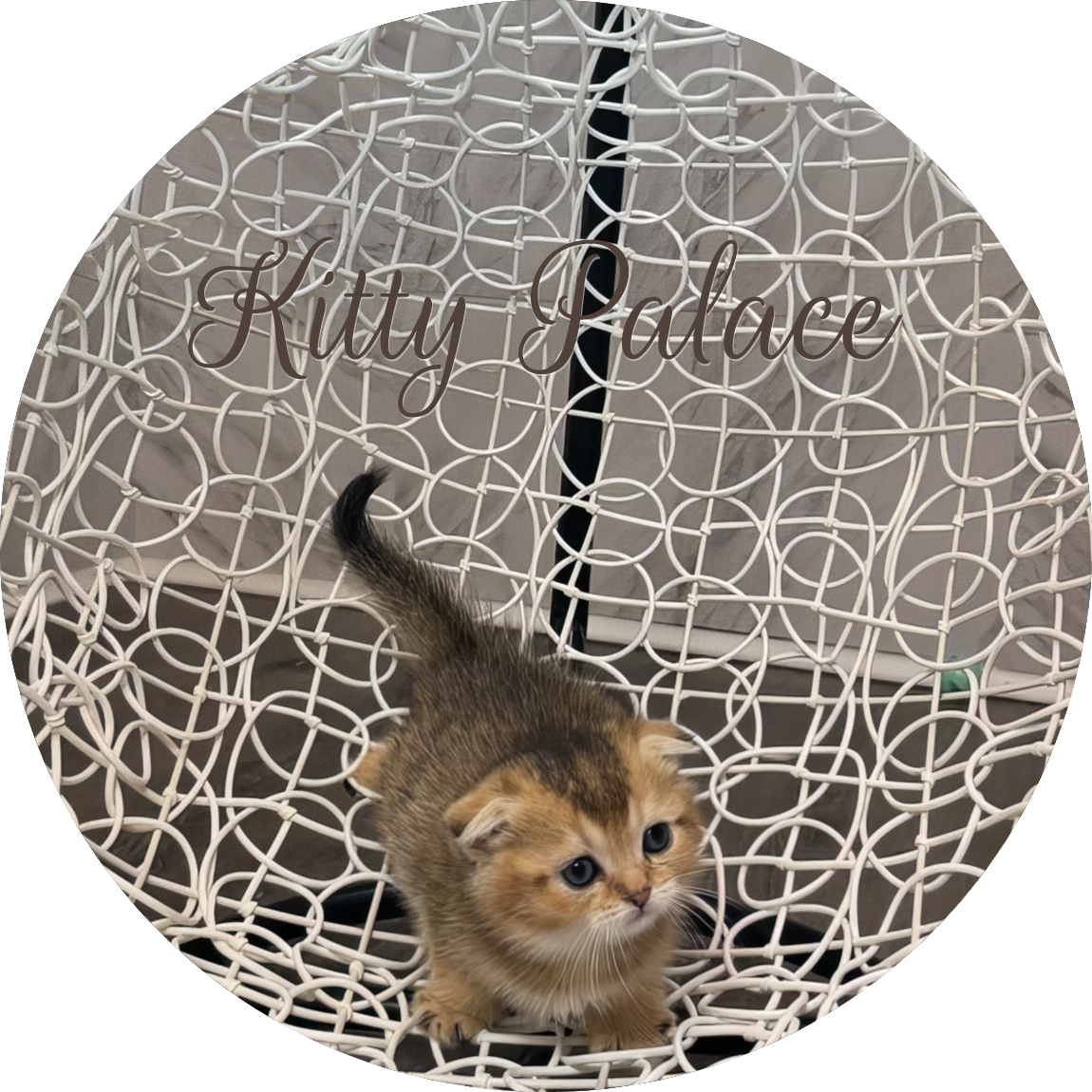 Scottish Fold kitten with golden face in a white hanging chair