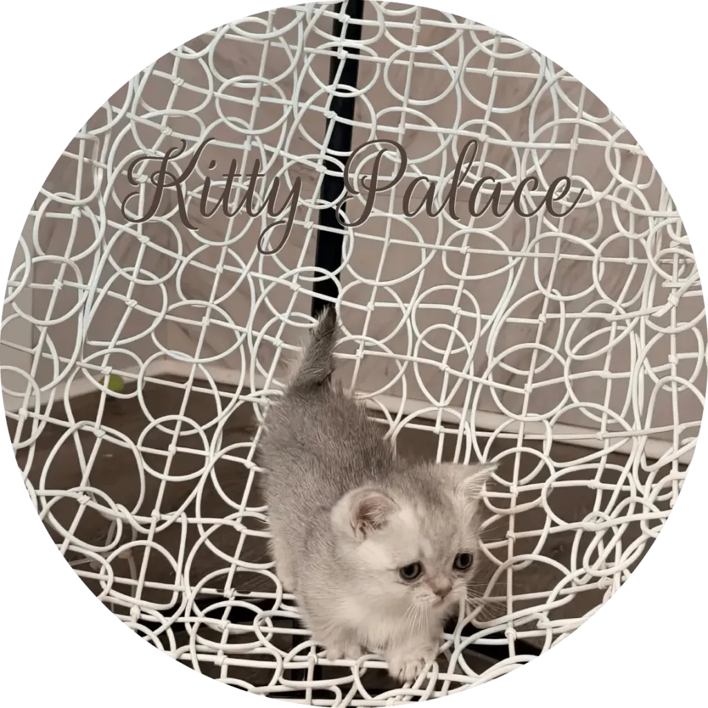 Black silver chinchilla munchkin straight boy kitten Max standing on a patterned white chair