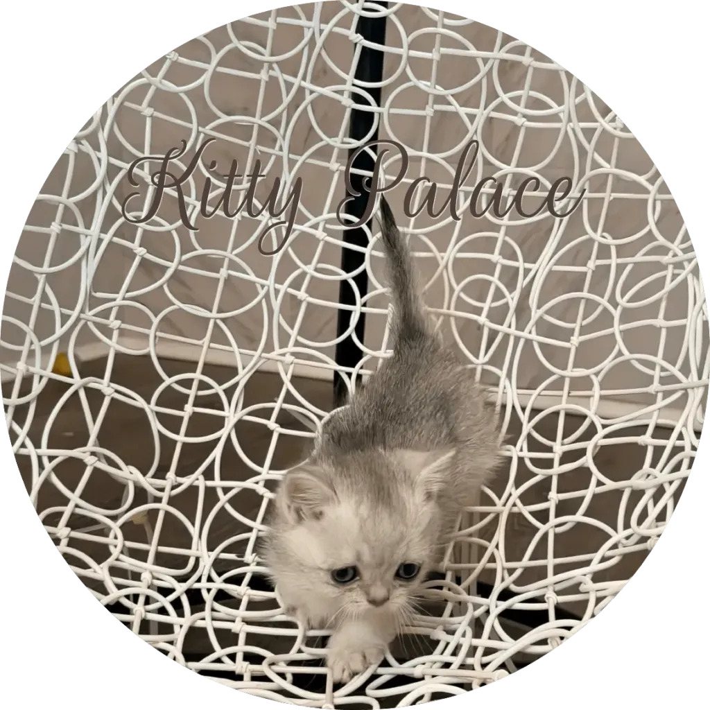 Male kitten Max walking forward on a white wire chair