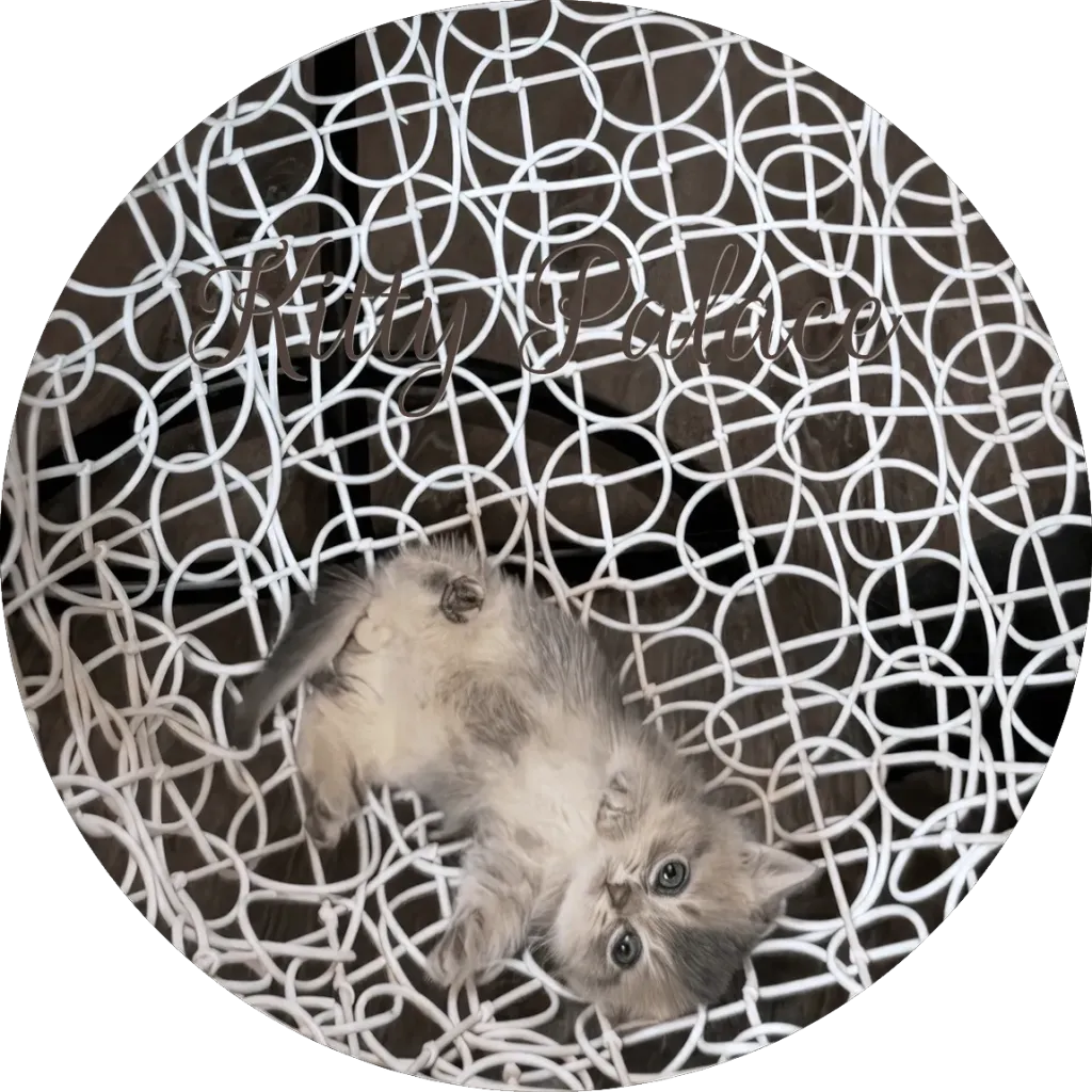 Blue golden chinchilla boy kitten Pearl standing and looking at the camera