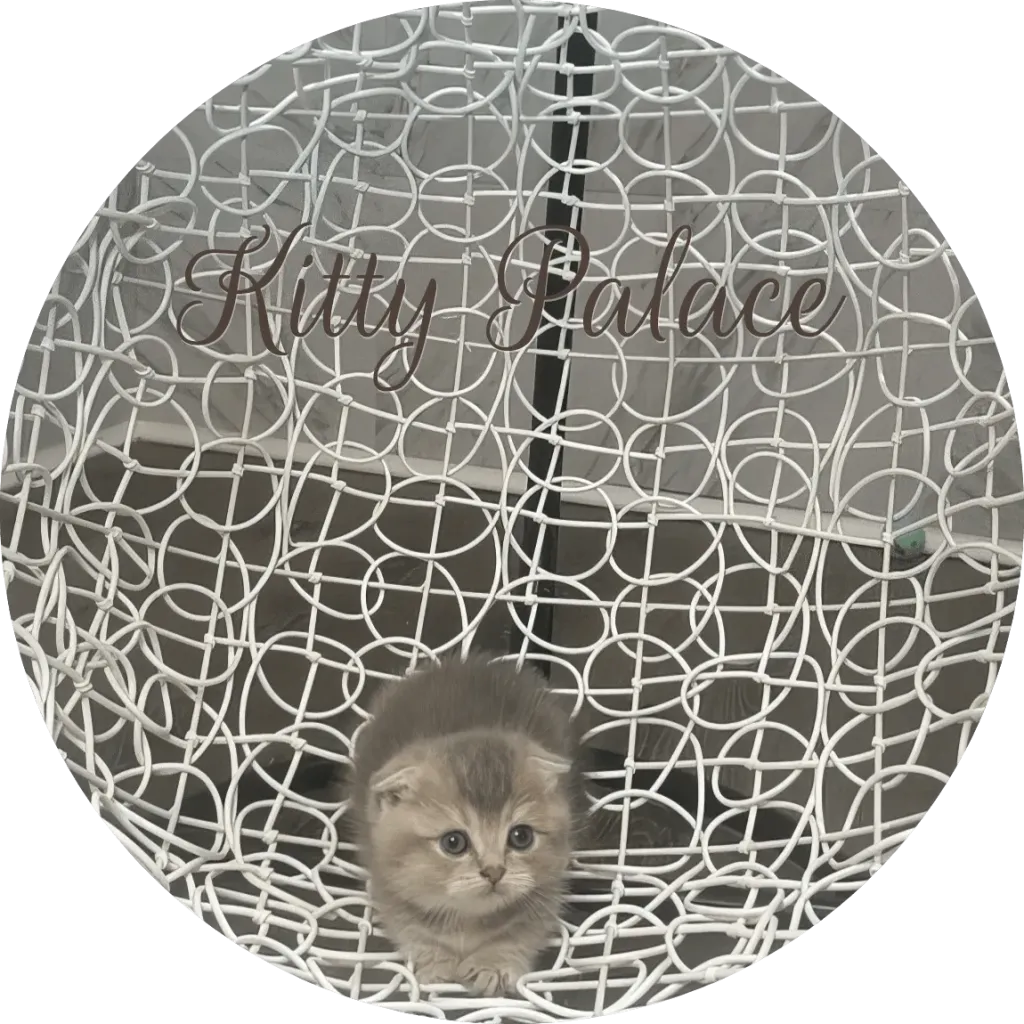 Blue golden chinchilla kitten with round eyes on a white wicker chair