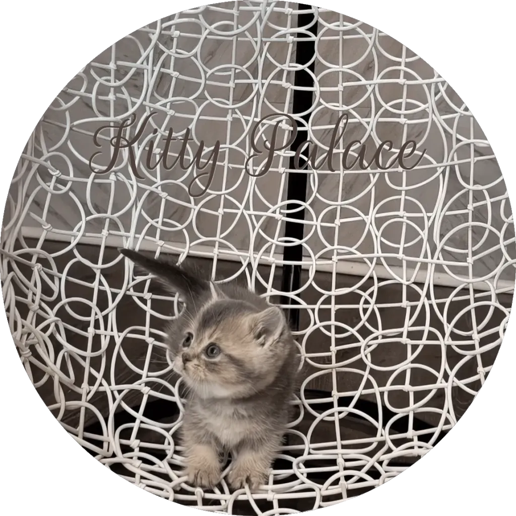 Blue golden chinchilla male kitten Pearl lying on his back on a white wire chair