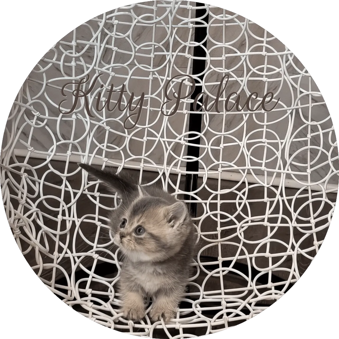 Blue golden chinchilla male kitten Pearl lying on his back on a white wire chair