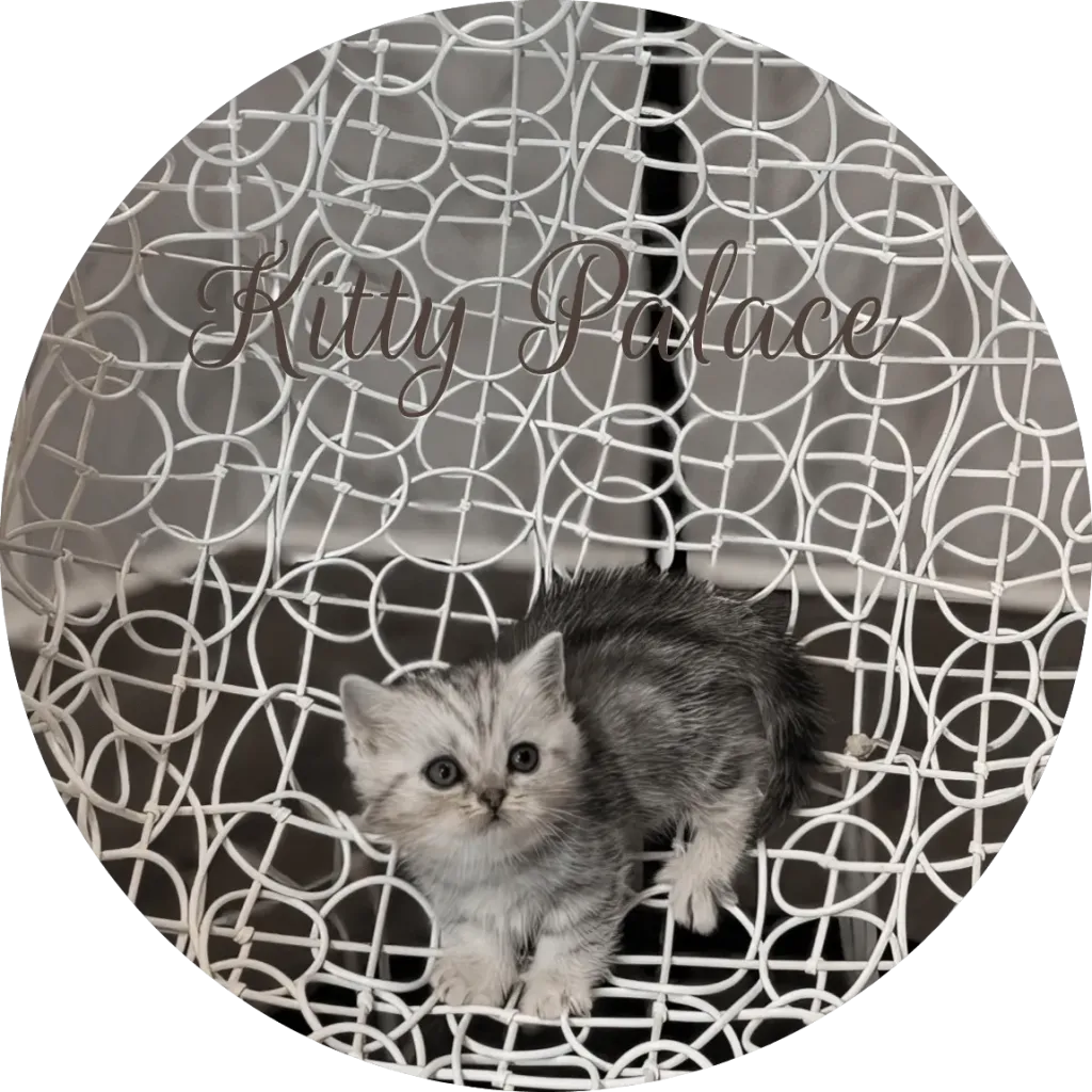 black silver marble chinchilla munchkin kitten Oreo standing and looking forward on a patterned chair