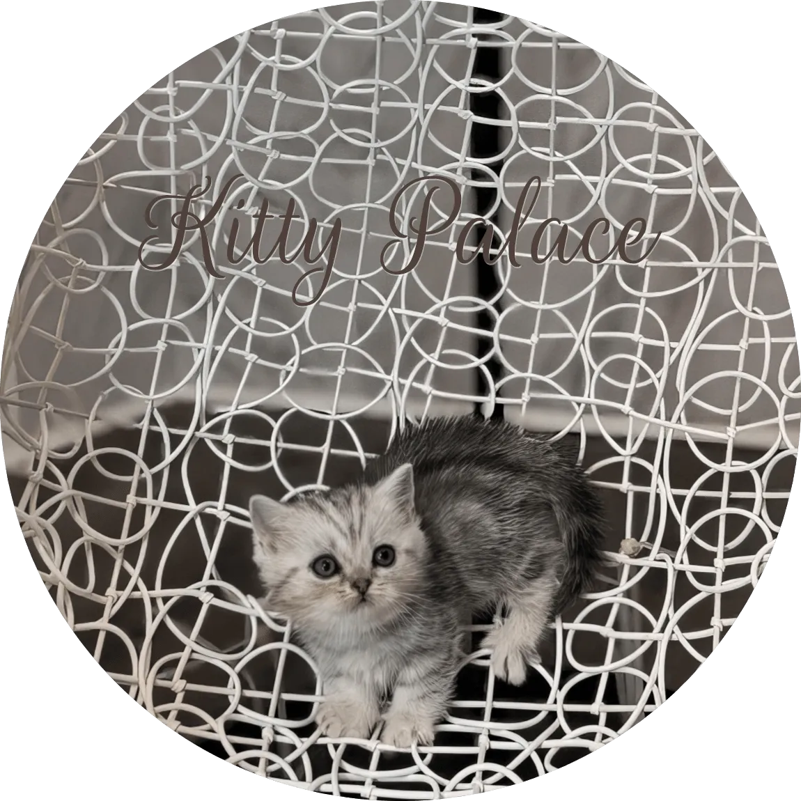 black silver marble chinchilla munchkin kitten Oreo standing and looking forward on a patterned chair