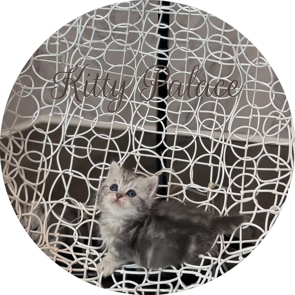 Blue marble girl kitten Mona posing on an elegant white wire chair