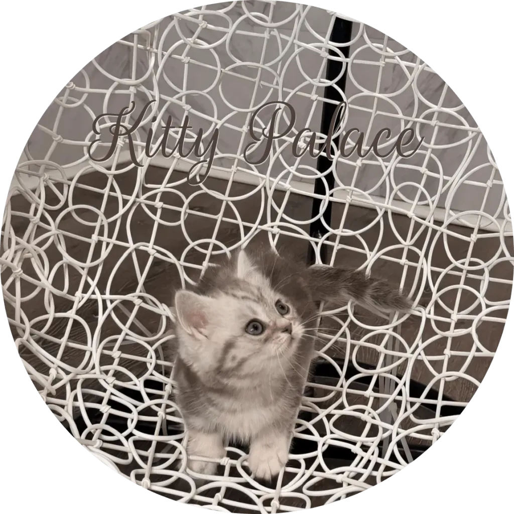 Blue marble kitten looking to the side on a decorative white chair