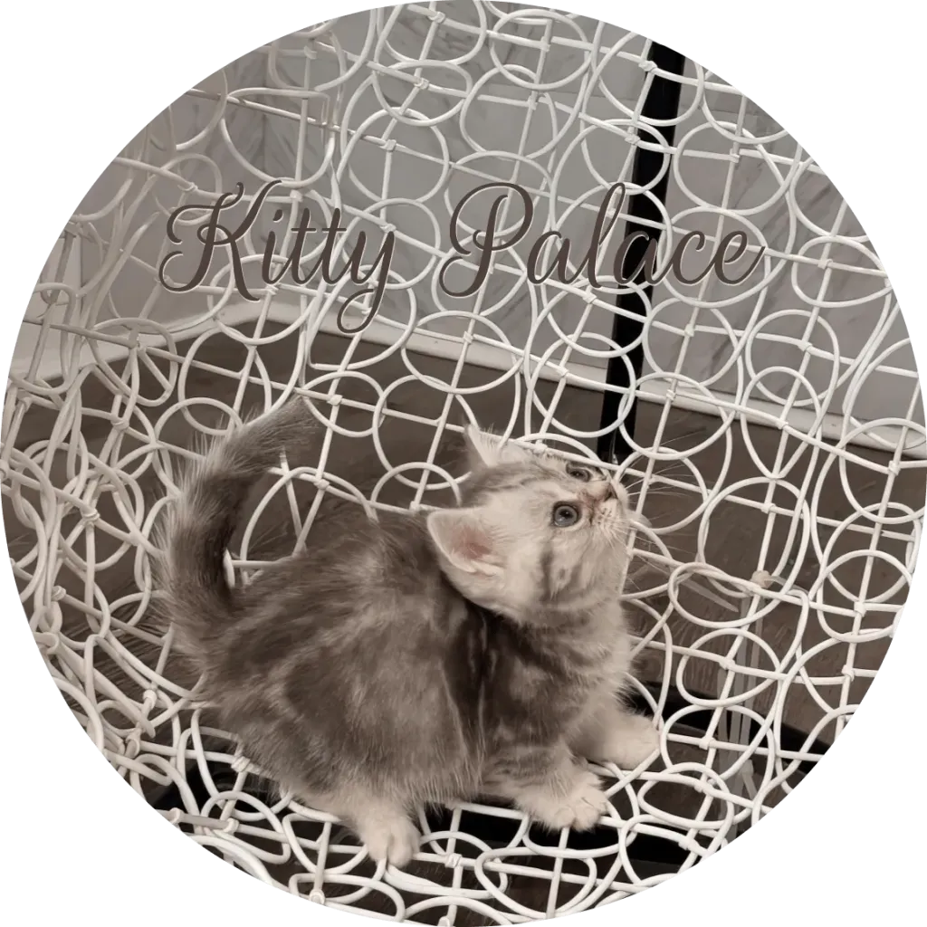 Blue marble kitten looking up on a white decorative chair