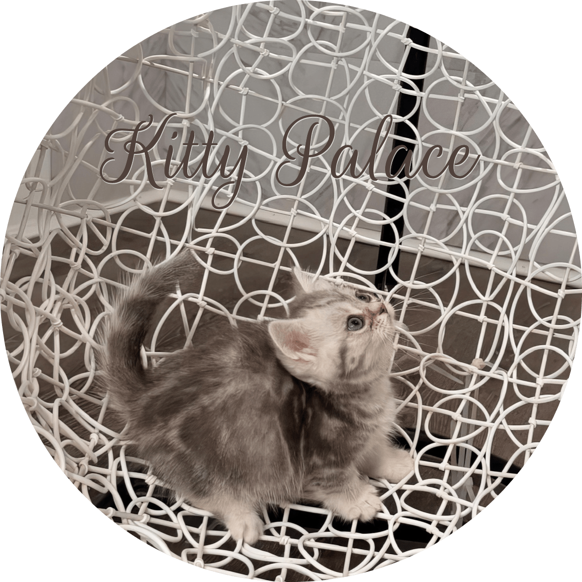 Blue marble kitten looking up on a white decorative chair