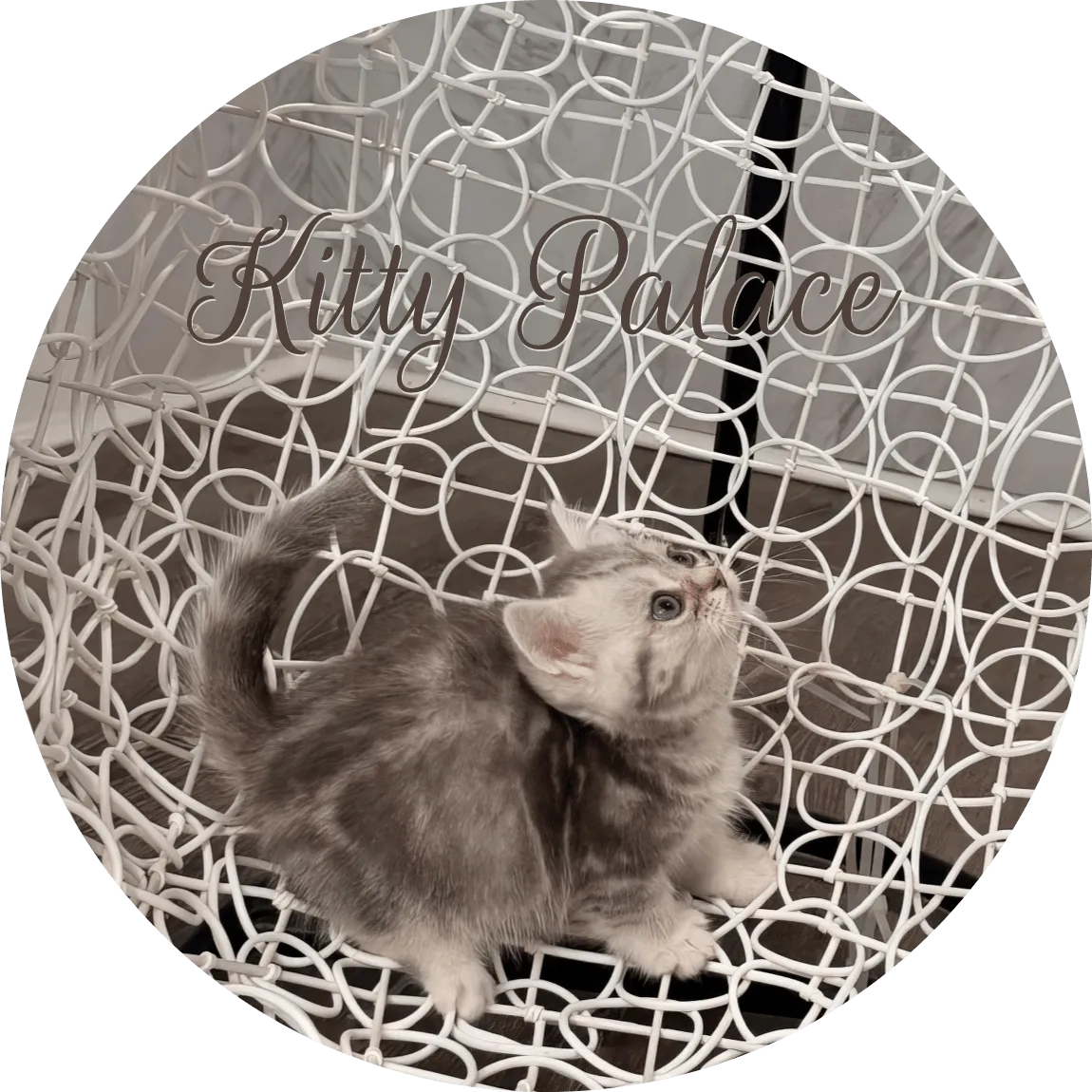 Blue marble kitten looking up on a white decorative chair