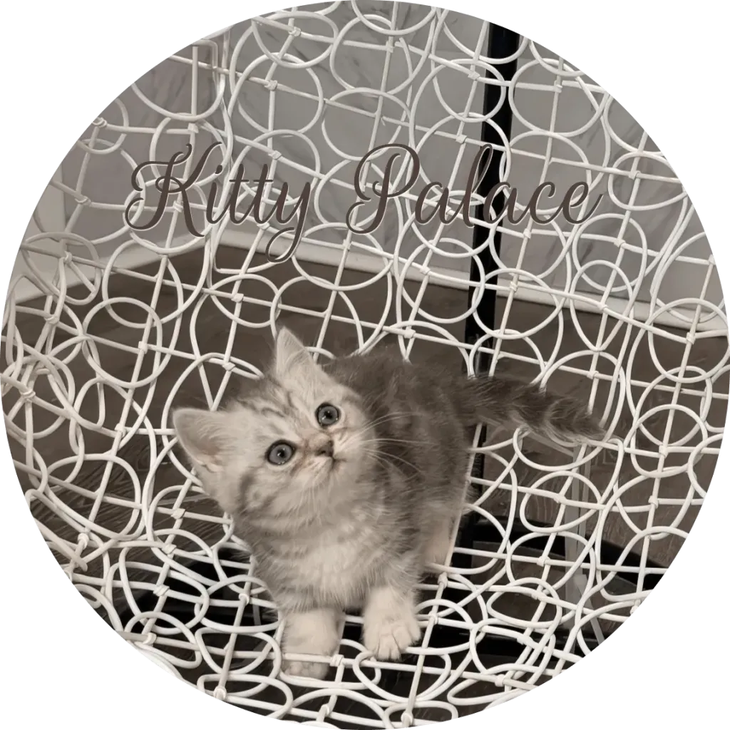 munchkin longhair kittens for sale sitting and gazing upward on an elegant patterned chair