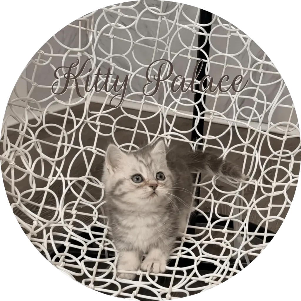 Blue marble kitten standing with back view on a white wire chair