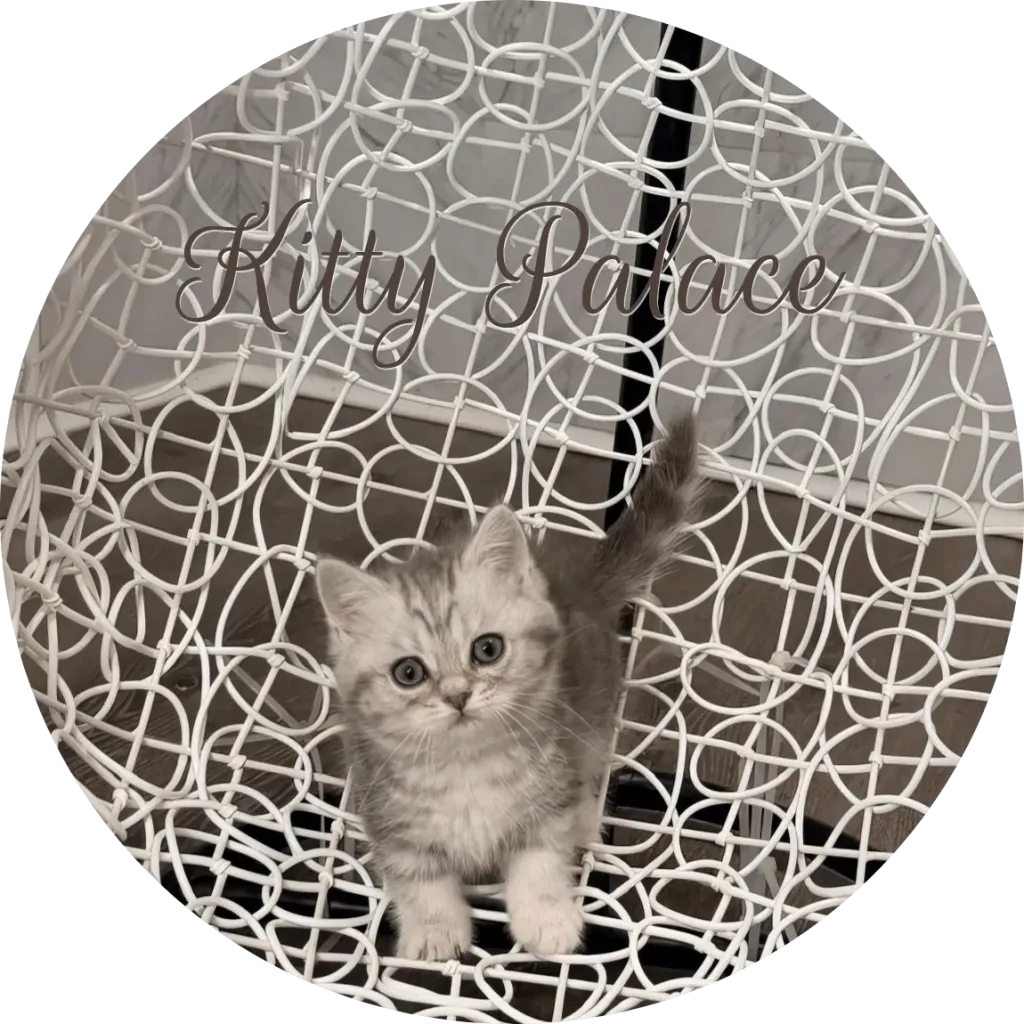 munchkin longhair kittens for sale with tail raised posing on an elegant white chair
