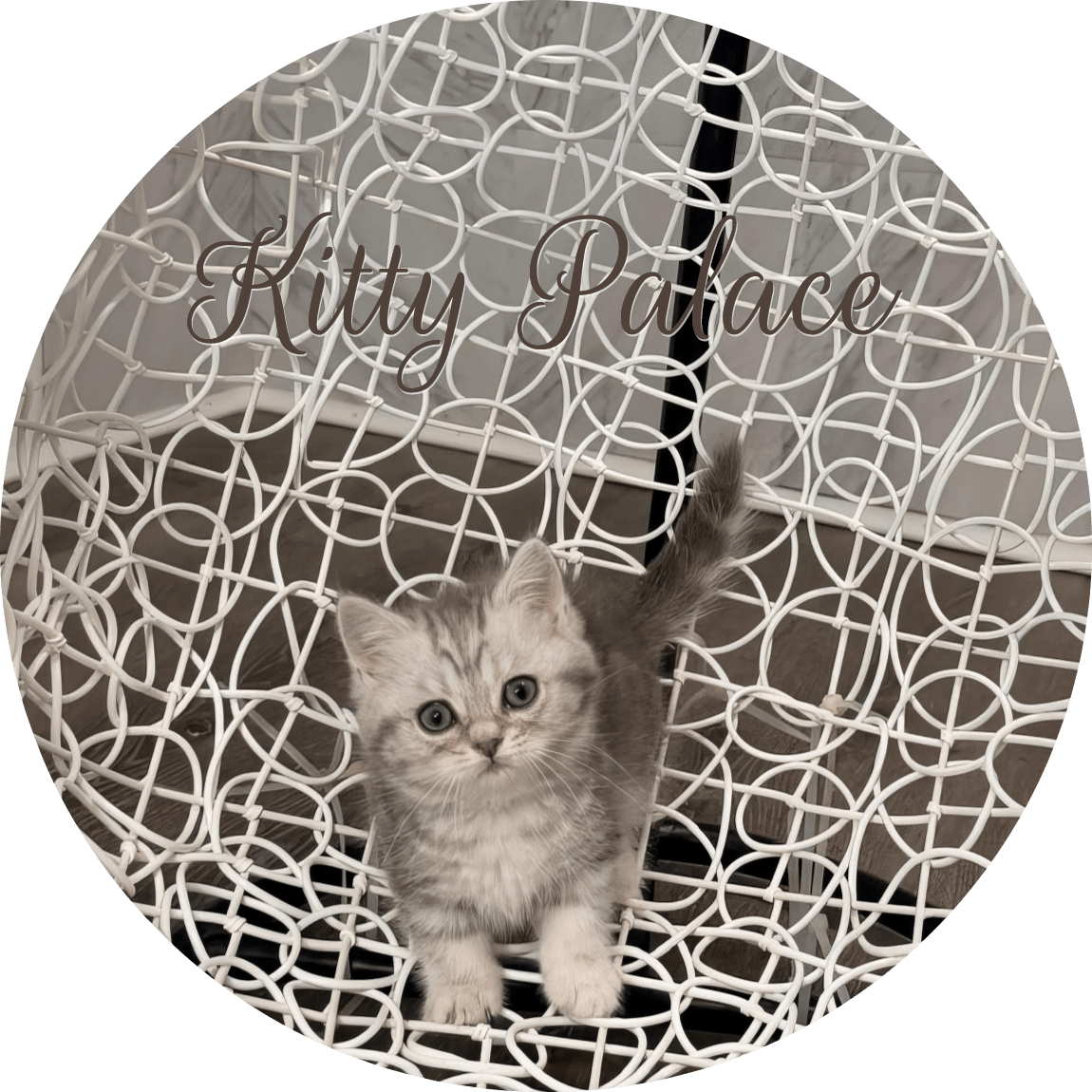 Blue marble kitten with tail raised posing on an elegant white chair