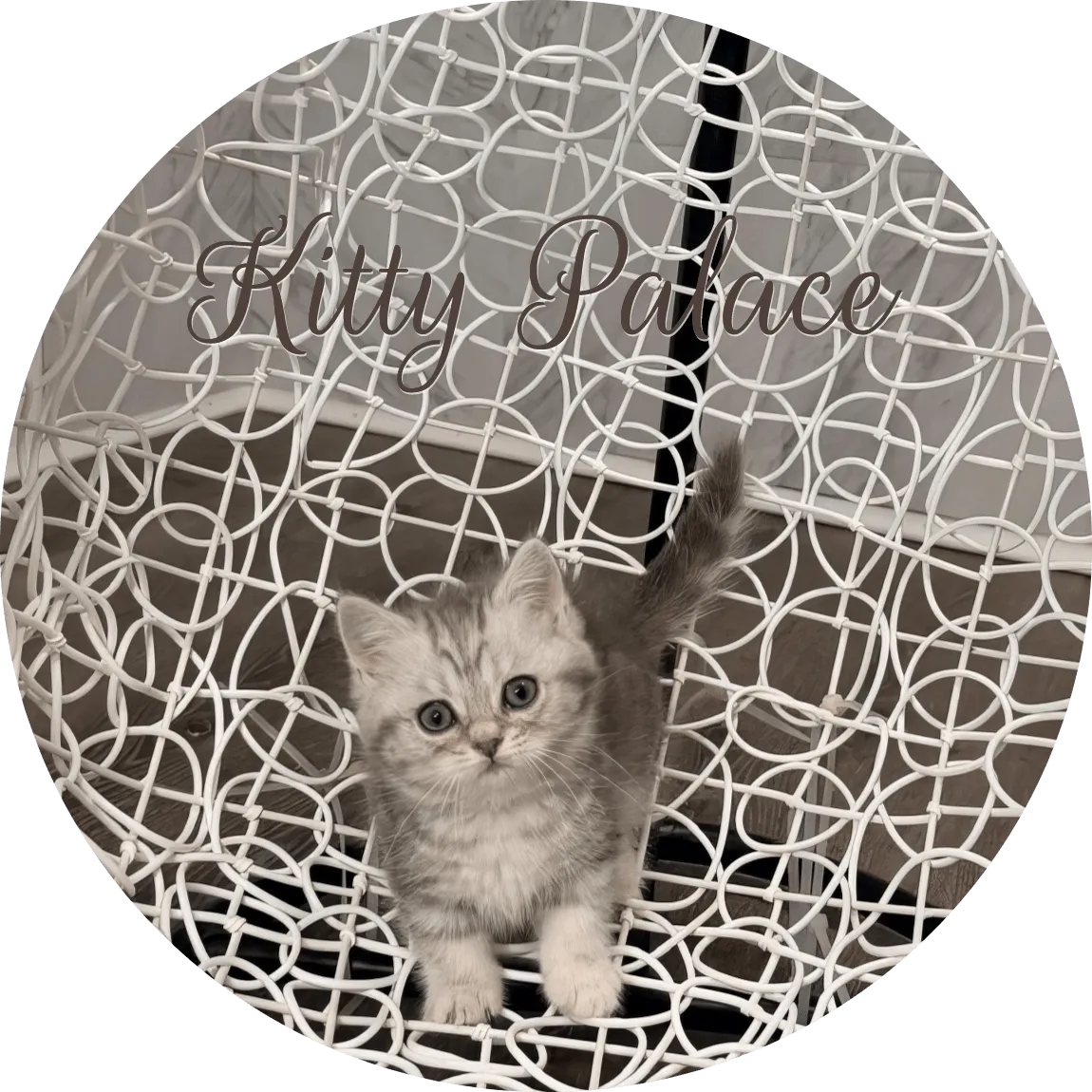munchkin longhair kittens for sale with tail raised posing on an elegant white chair