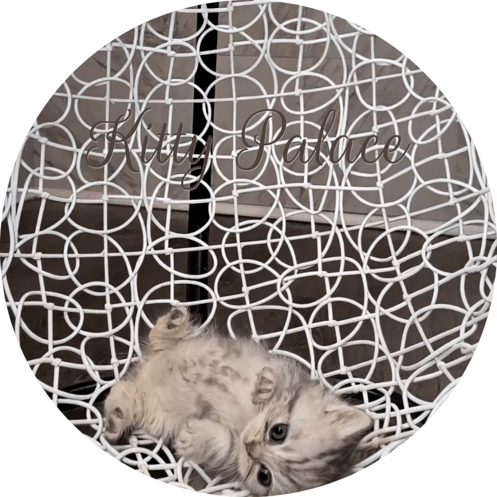 Kitten Oreo lying on his back on a white wire chair