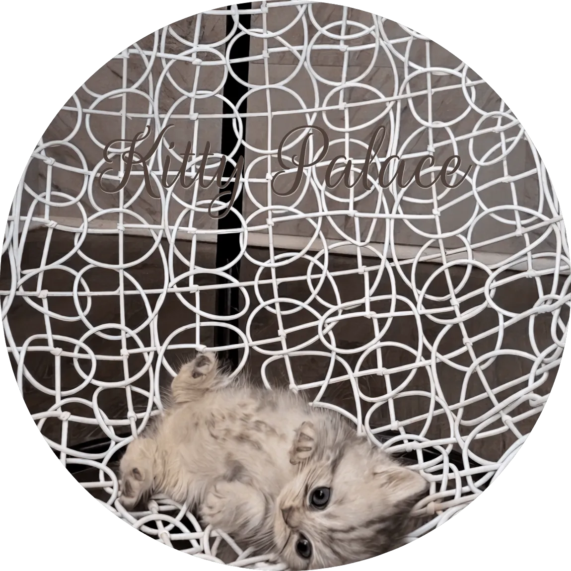Kitten Oreo lying on his back on a white wire chair