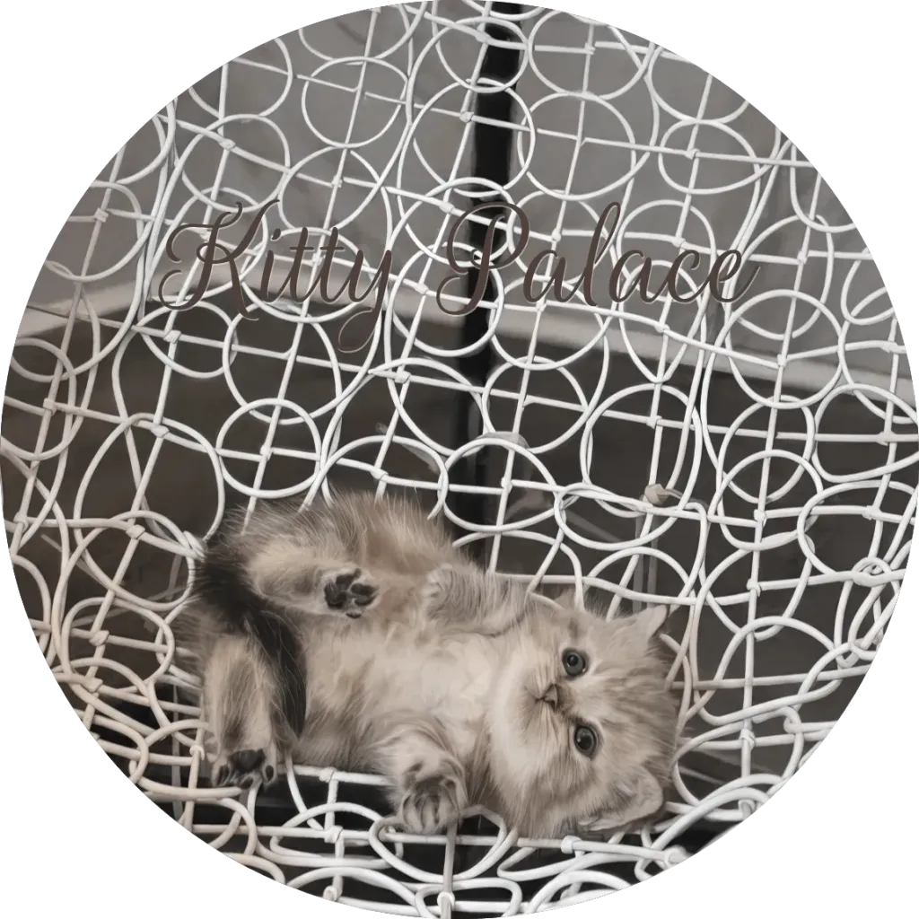 Clive Munchkin kitten lying on his back on a white decorative chair