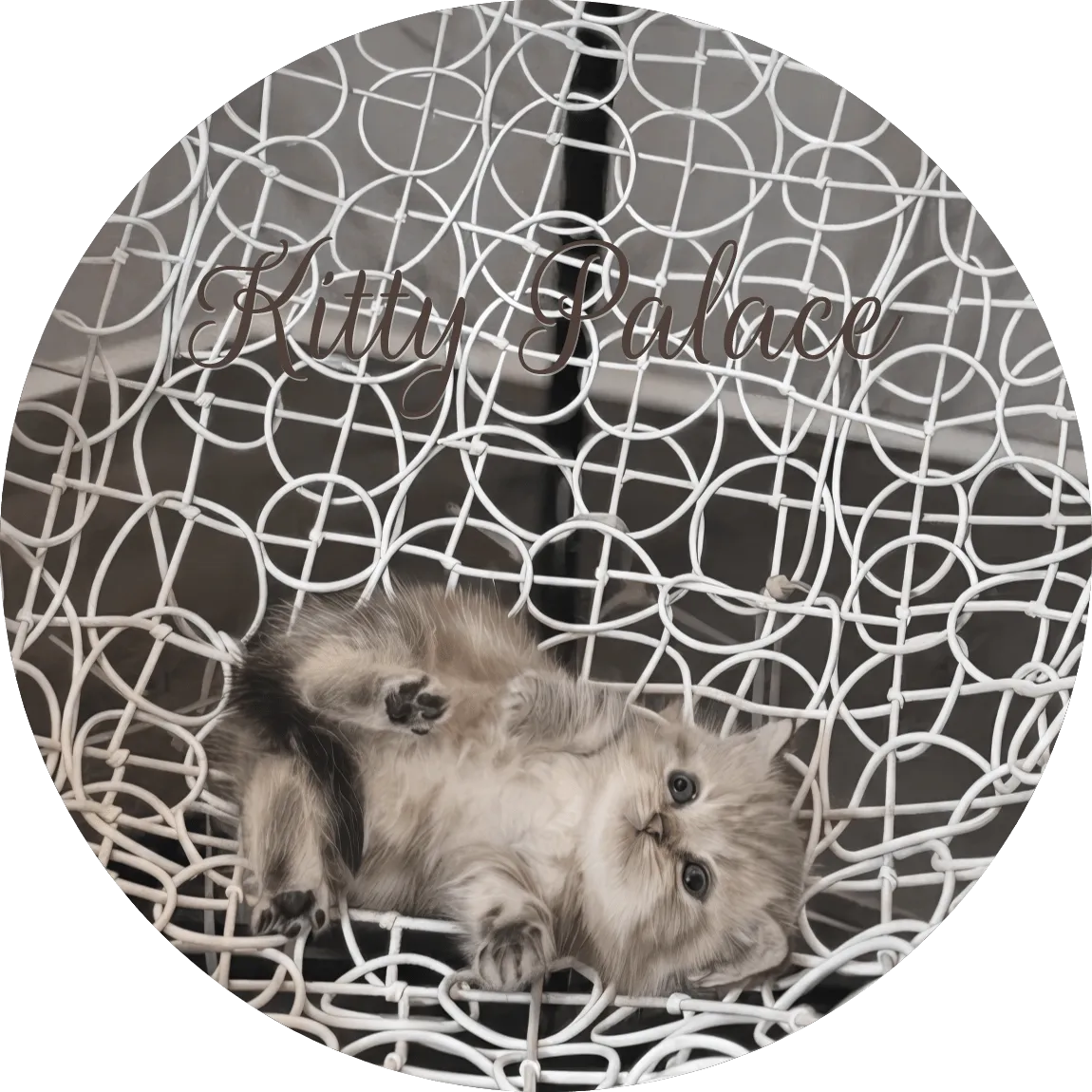 Clive Munchkin kitten lying on his back on a white decorative chair