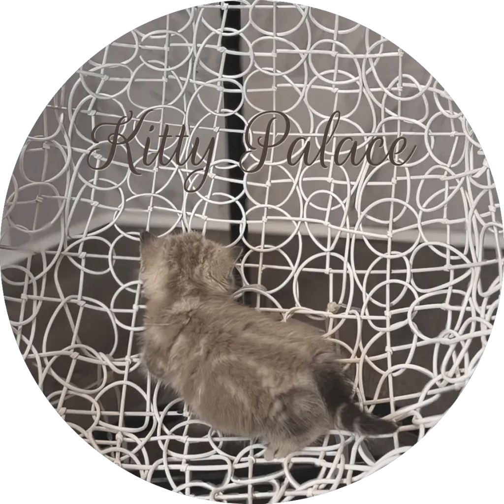 Clive short-legged kitten shown from the back on a patterned white chair
