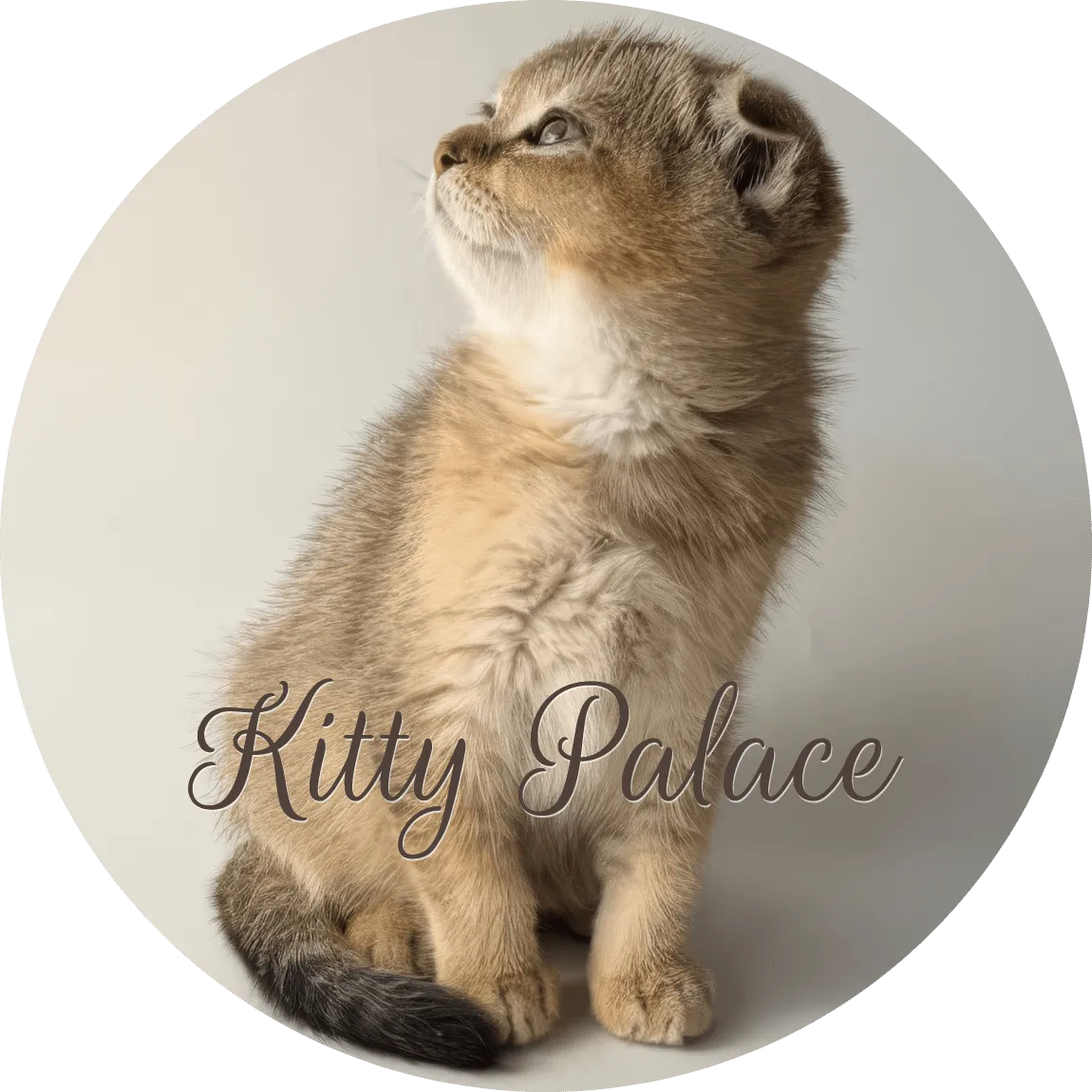 Curious fluffy kitten looking up in a soft studio portrait, conveying innocence and playfulness