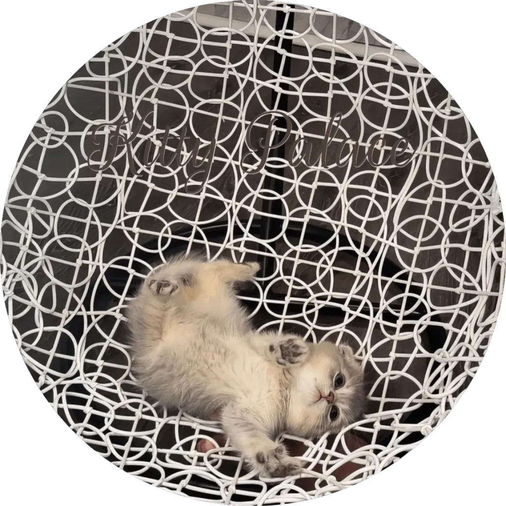 Cute Scottish Fold kitten resting upside down on a white wicker chair