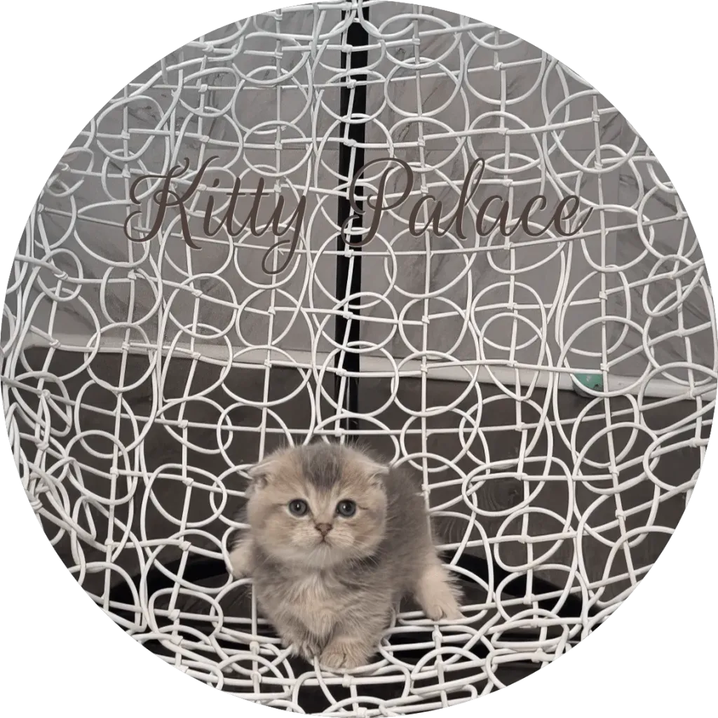 Cute Scottish Munchkin blue golden chinchilla kitten portrait on a white rattan swing chair