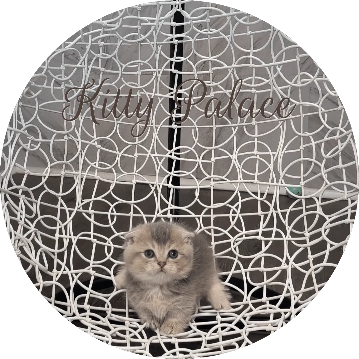 Cute Scottish Munchkin blue golden chinchilla kitten portrait on a white rattan swing chair