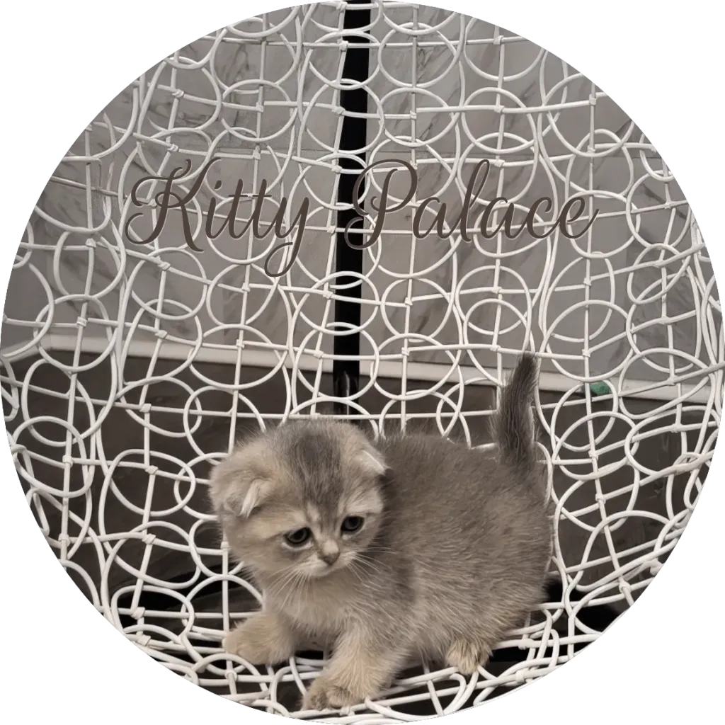 Scottish Fold kitten with grey-gold coat on a white wicker chair