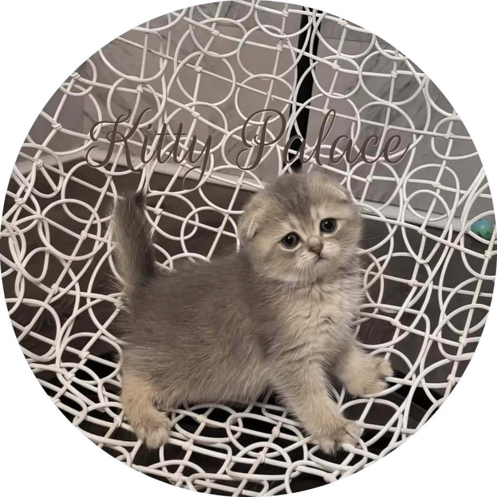 Fluffy blue golden chinchilla Scottish Fold kitten with grey-gold fur on a white wicker chair